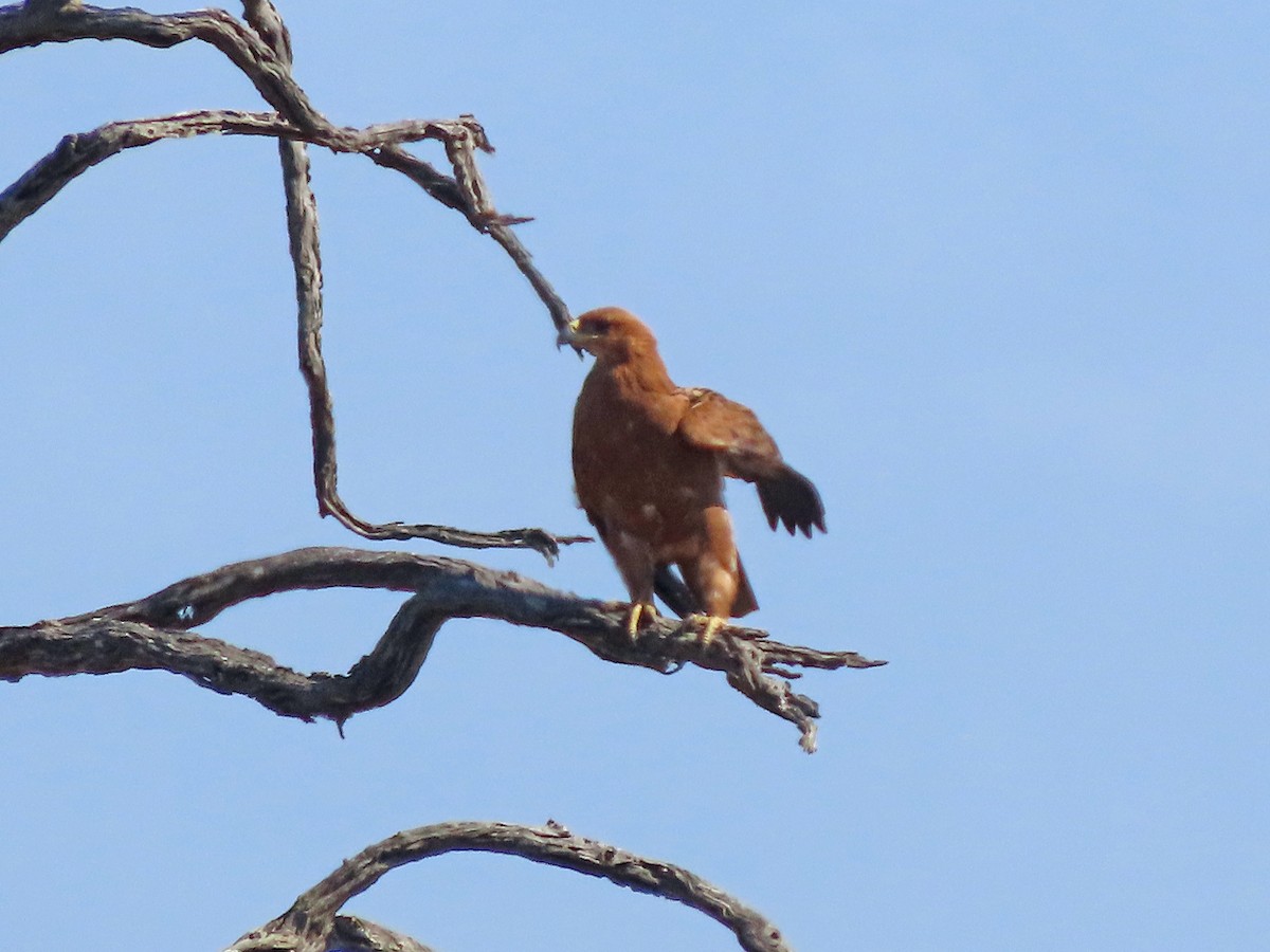 Tawny Eagle - ML645851745