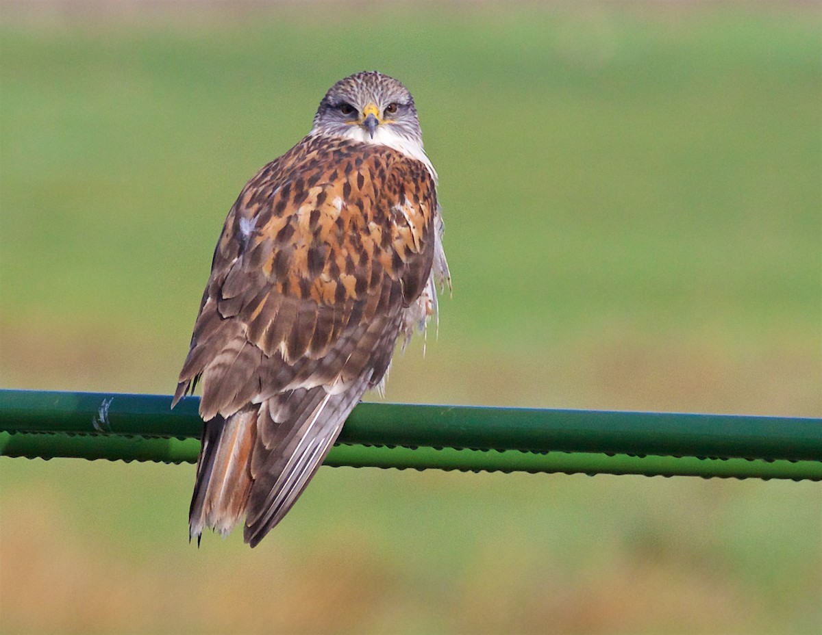 kongevåk - ML645851746