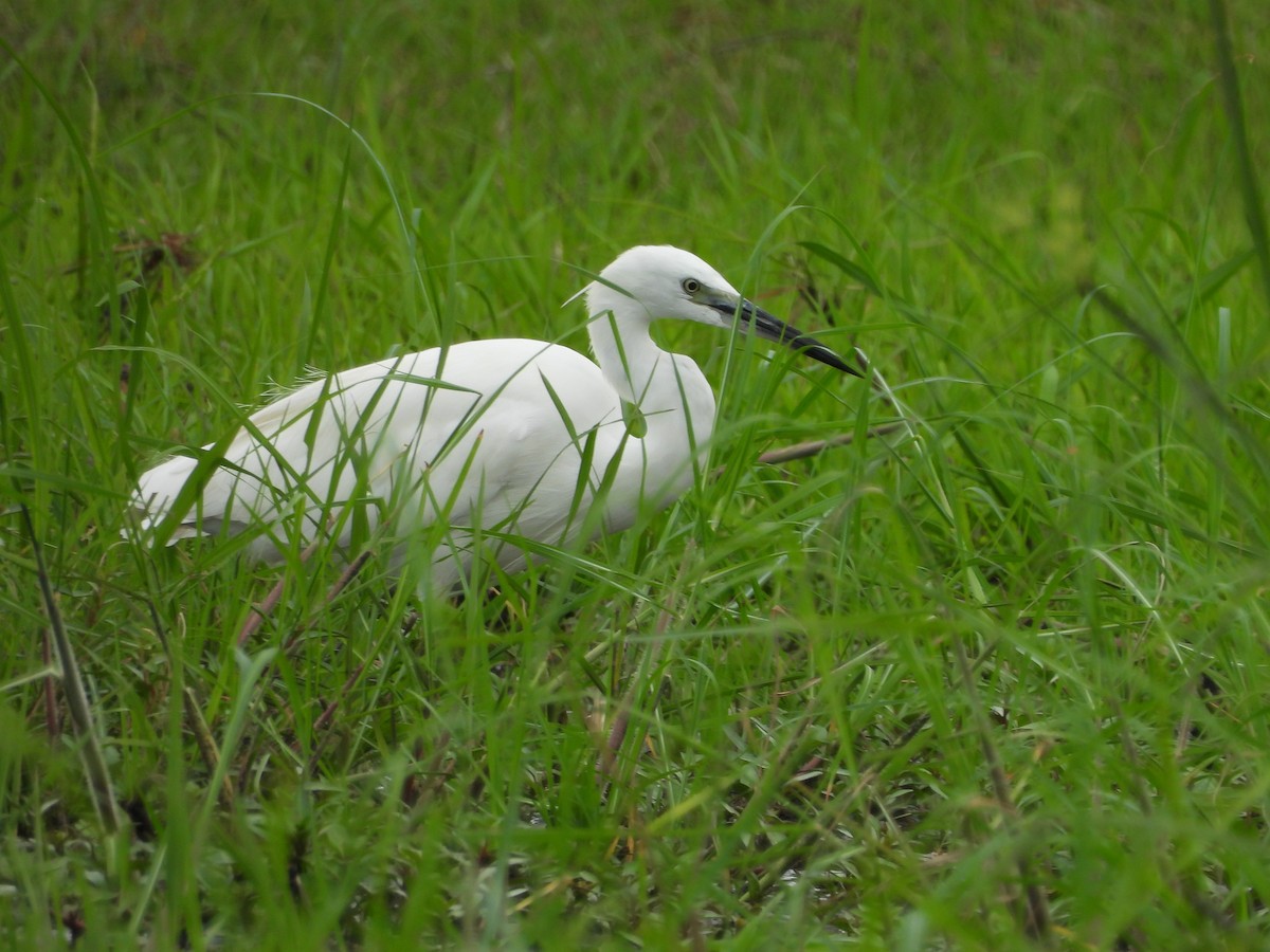 Aigrette garzette - ML645851747