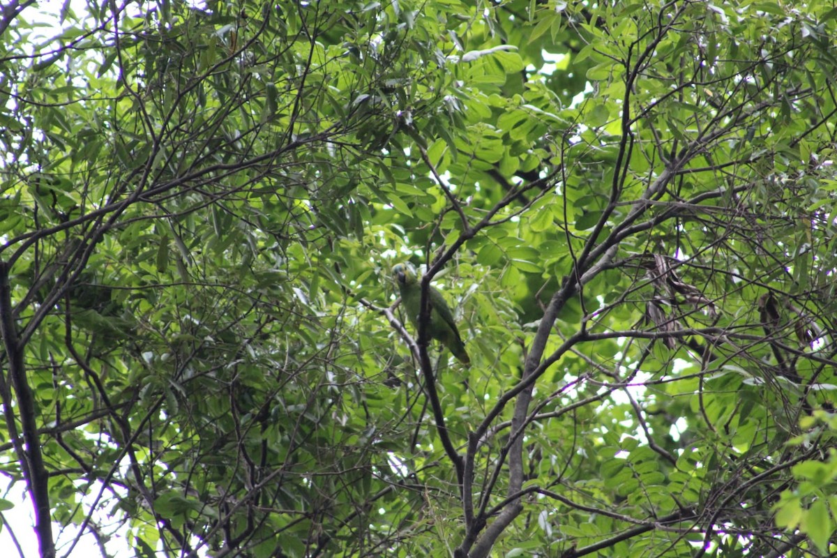 Amazona Frentiazul - ML645851748