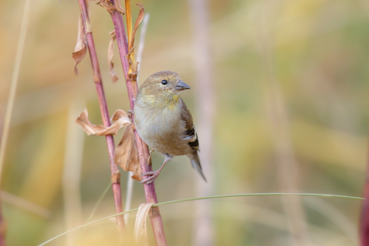 Altın İskete - ML645851749