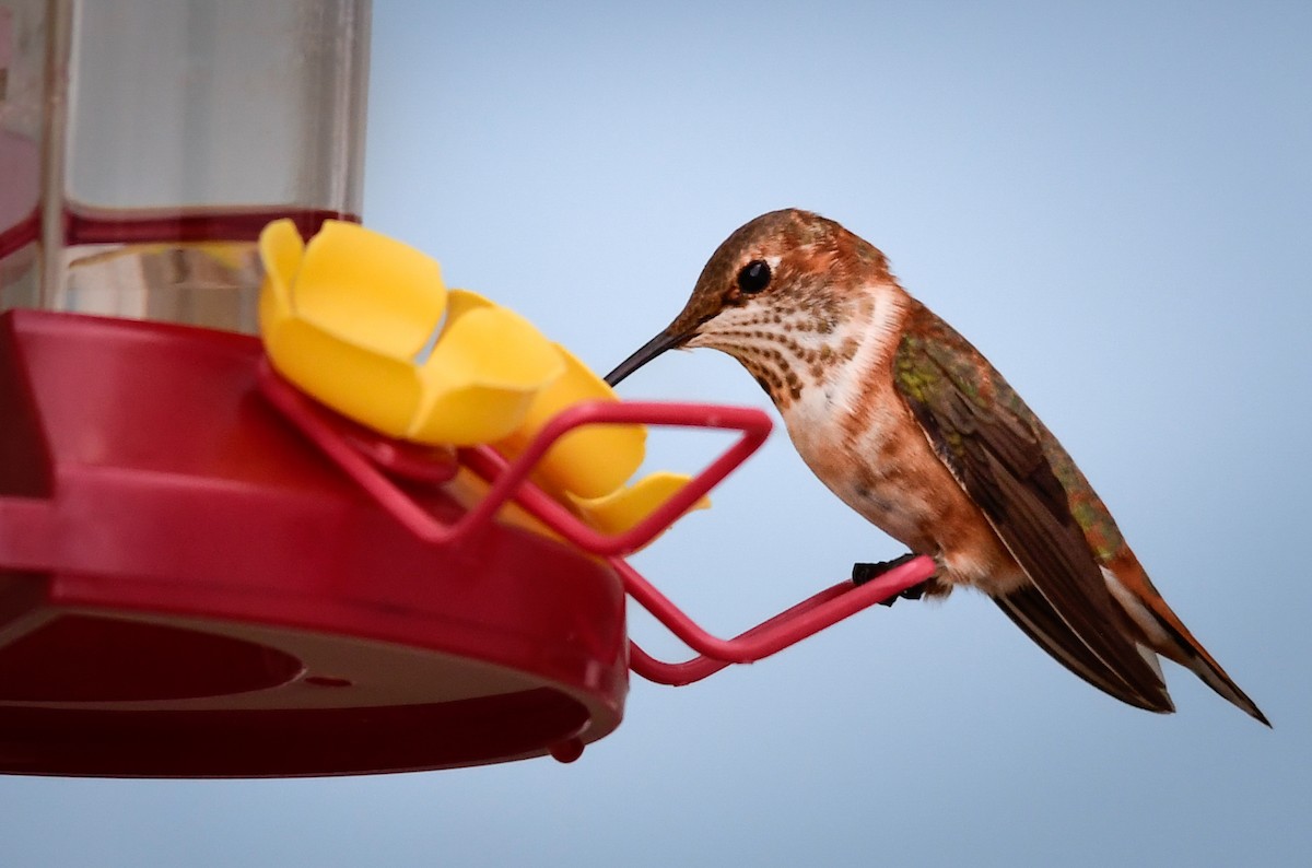 Rufous Hummingbird - ML645851758