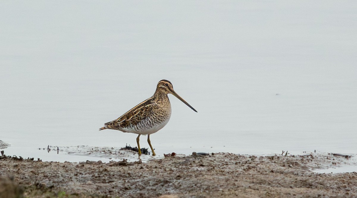 Common Snipe - ML645851777