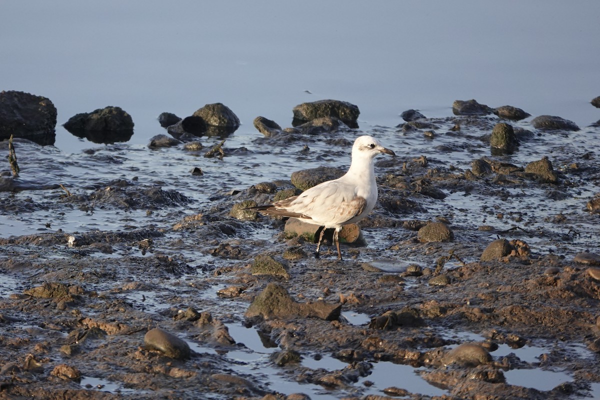 Mediterranean Gull - ML645851790