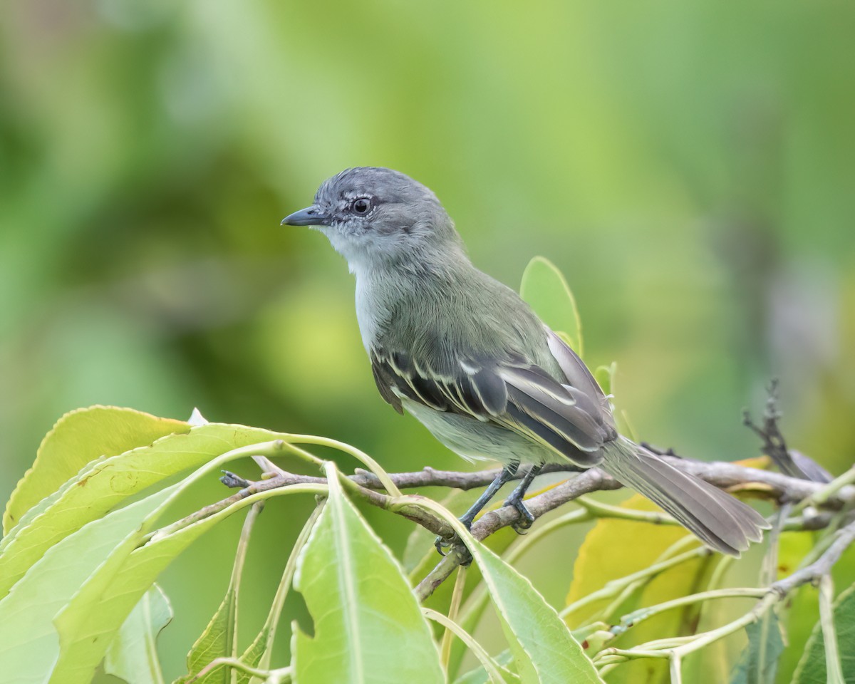 Guianan Tyrannulet - ML645851797