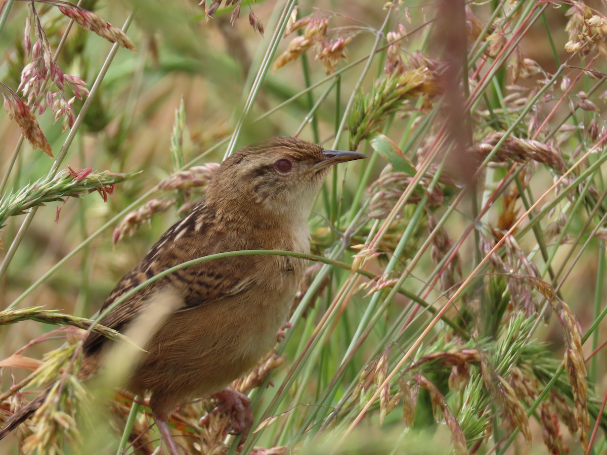 Травяной крапивник - ML645851809