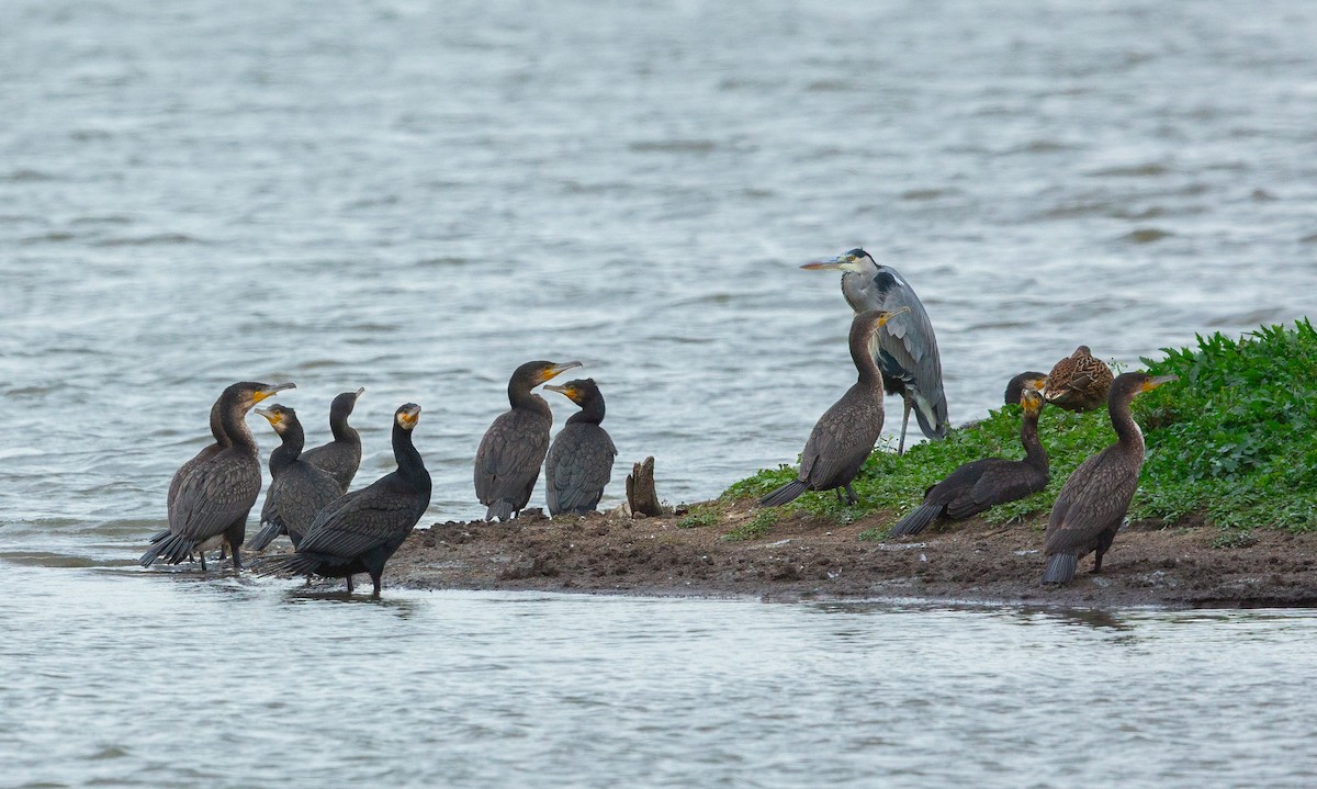 kormorán velký (ssp. sinensis/hanedae) - ML645851834