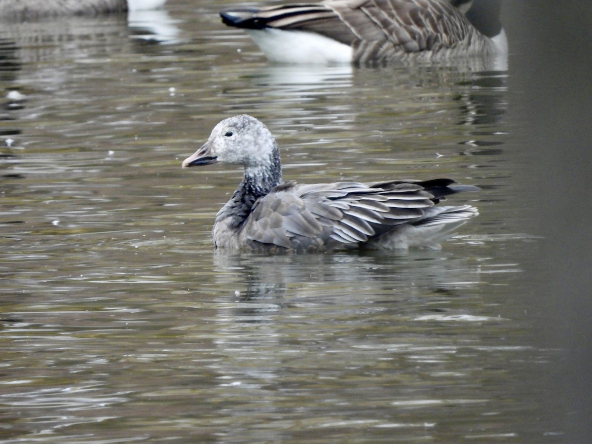 Snow Goose - ML645851844