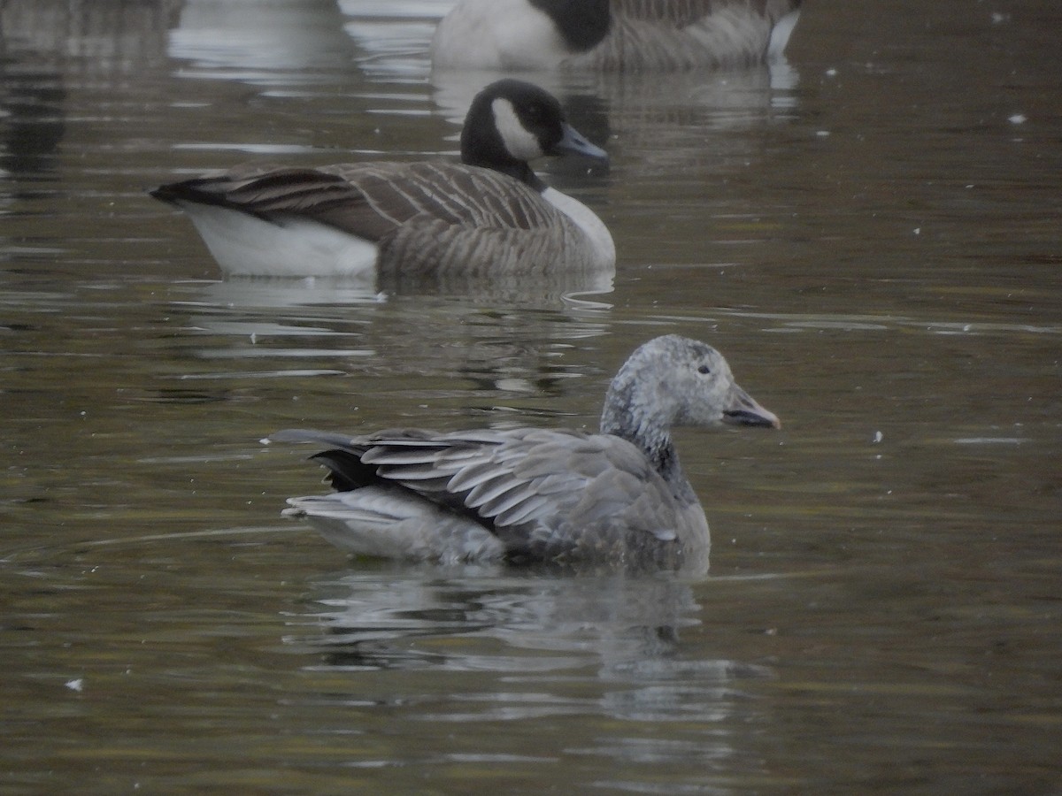 Snow Goose - ML645851845
