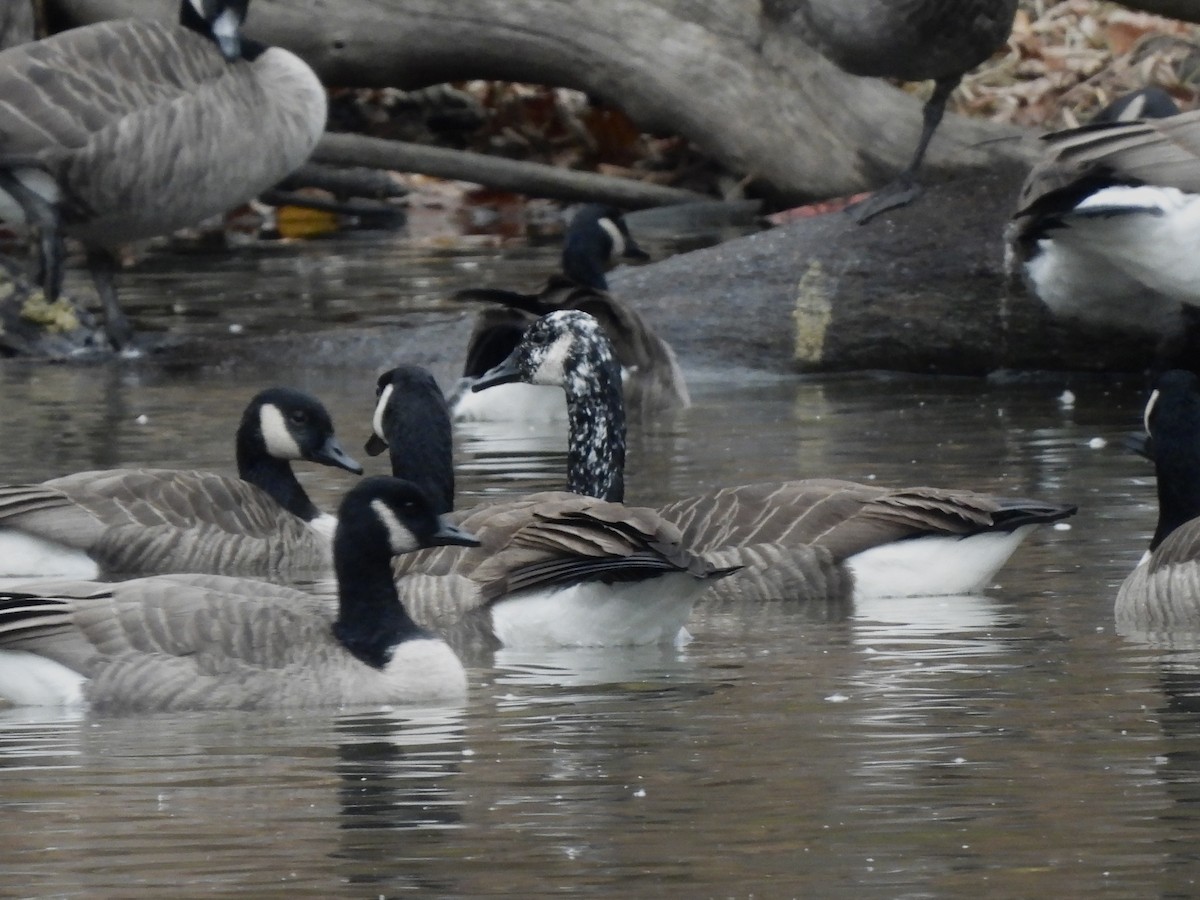 Canada Goose - ML645851859