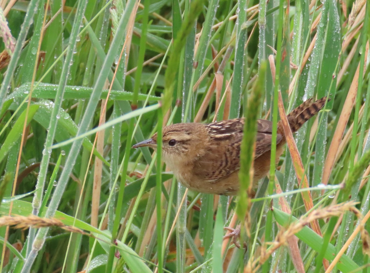 Травяной крапивник - ML645851860