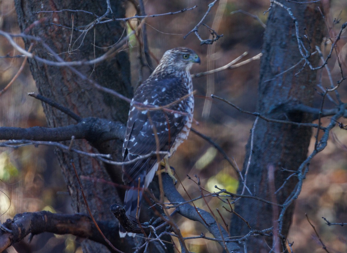 Cooper's Hawk - ML645851875