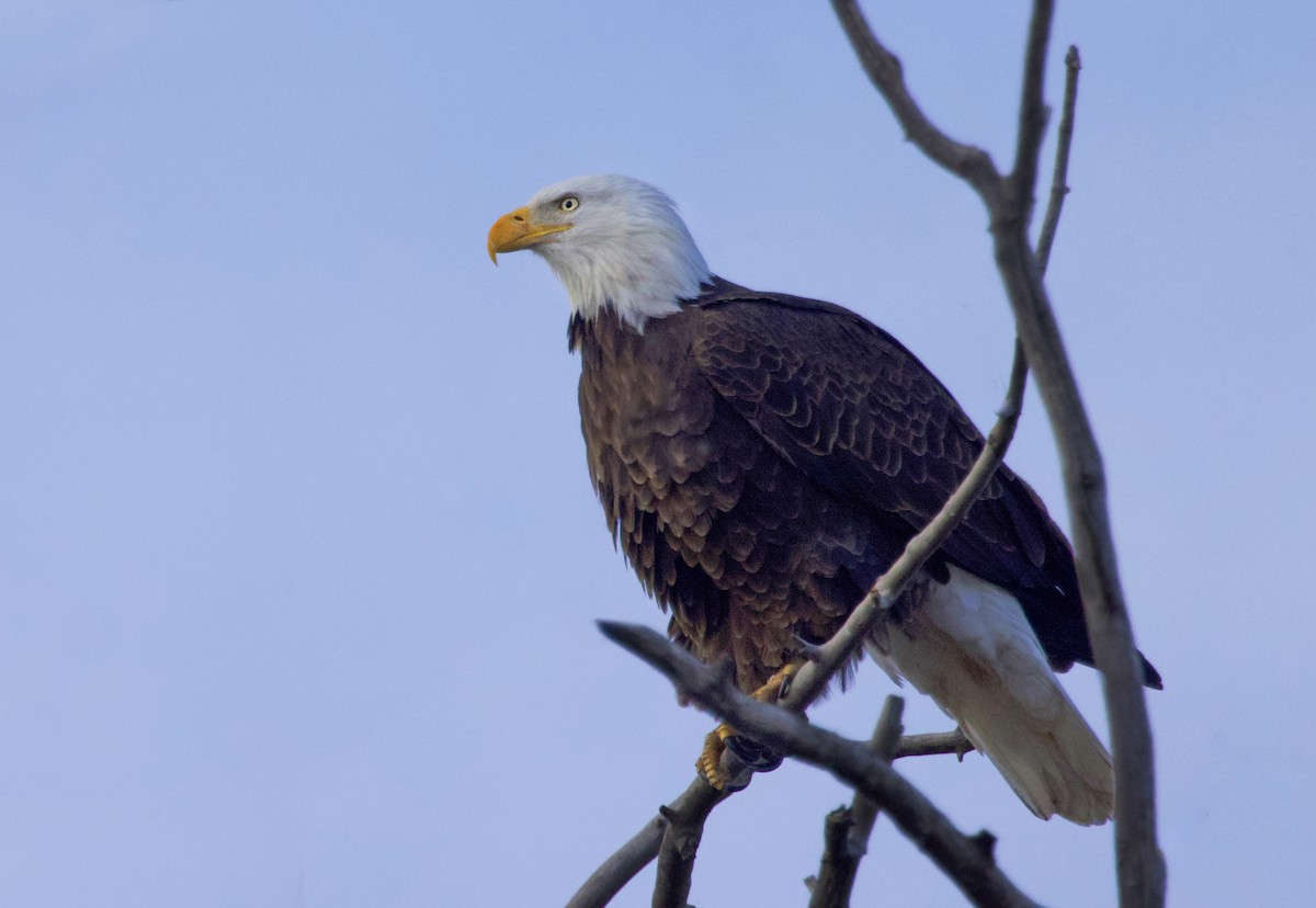 Pigargo Americano - ML645851877