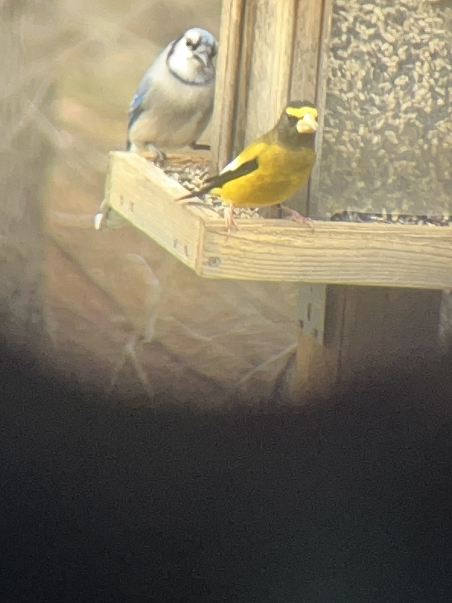 Picogordo Vespertino - ML645851892