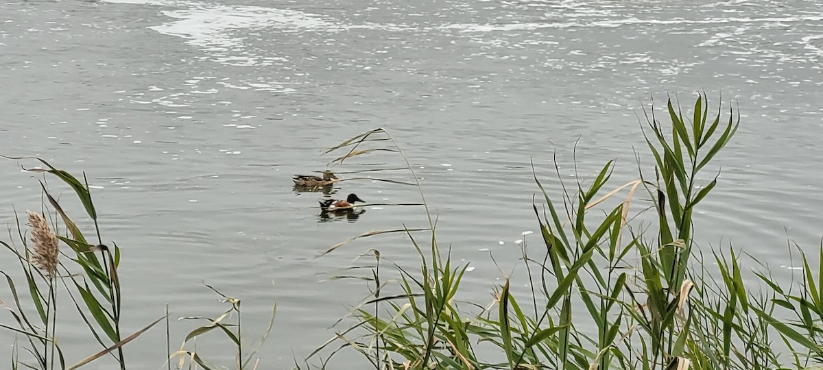Northern Shoveler - ML645851921