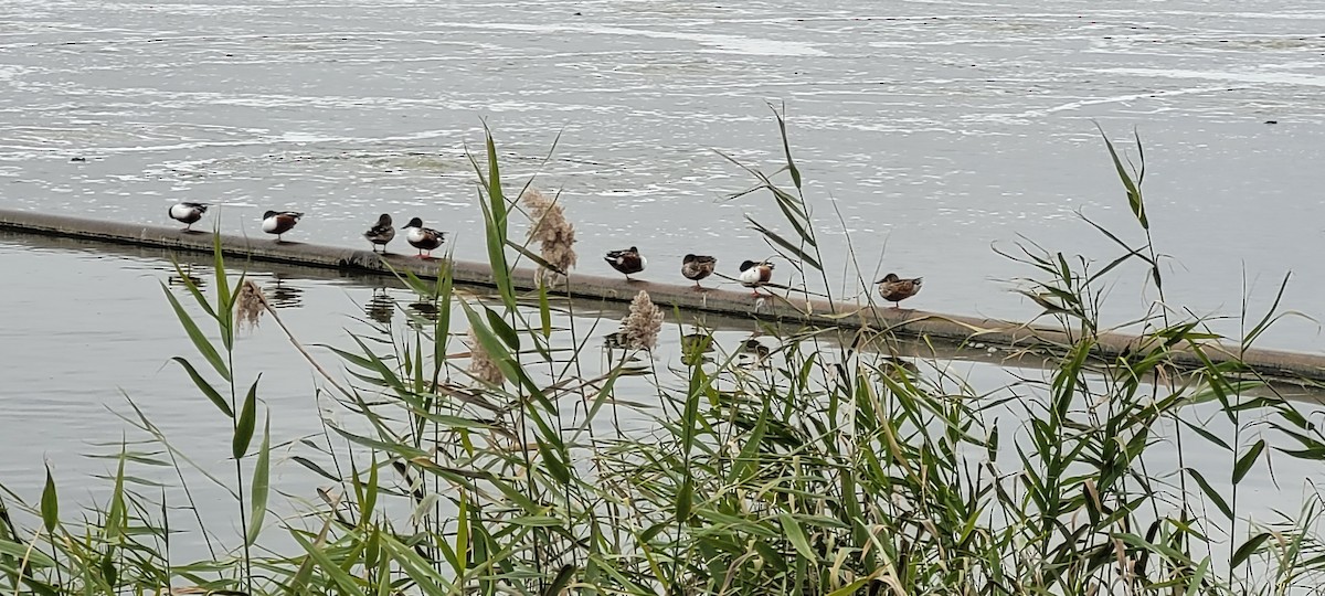 Northern Shoveler - ML645851929