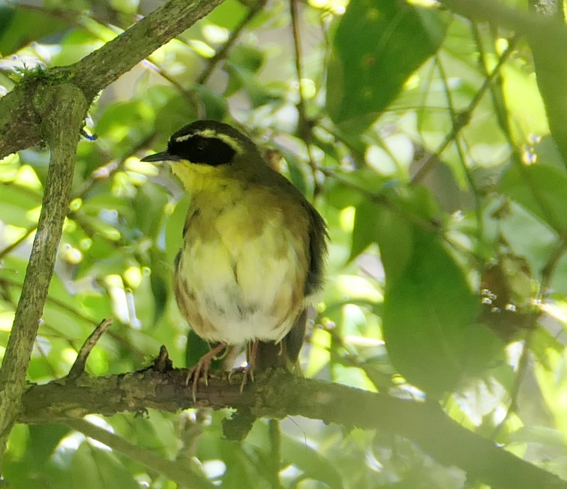 キノドヤブムシクイ - ML645851930