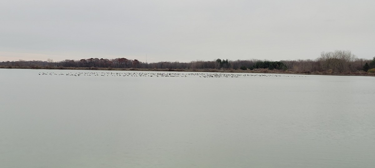 Canada Goose - ML645851935