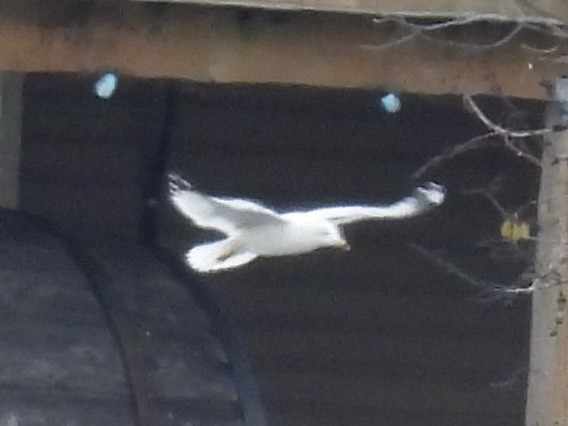 クロワカモメ - ML645851938