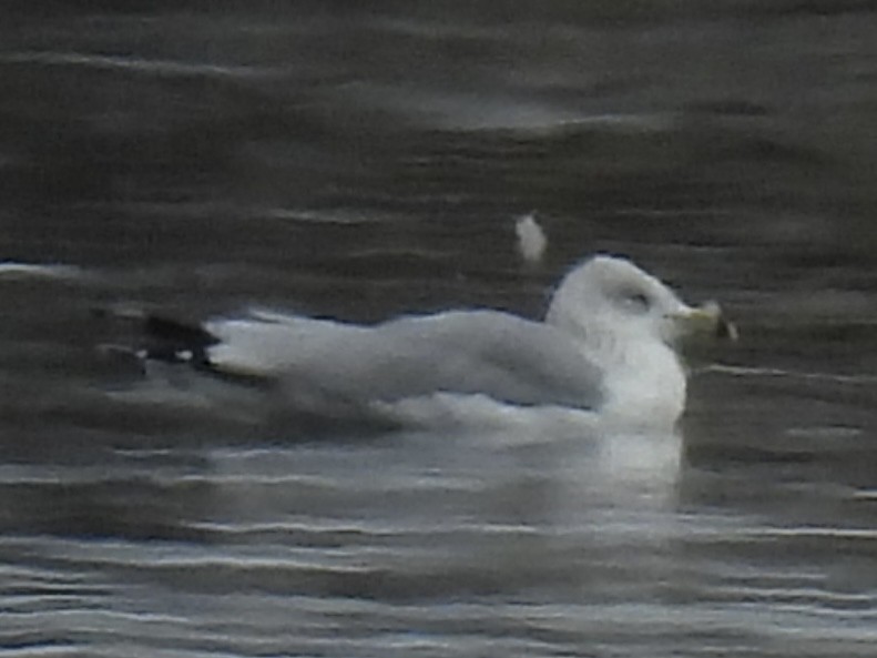 クロワカモメ - ML645851939