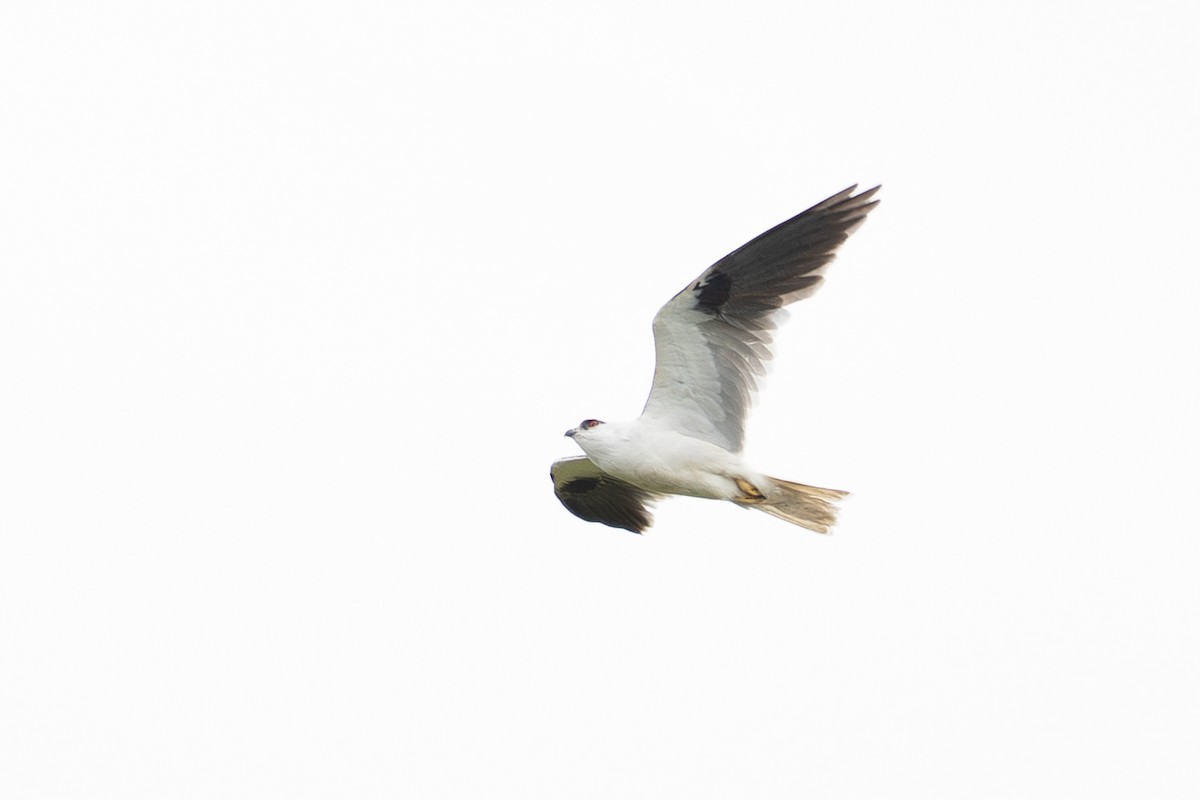 オーストラリアカタグロトビ - ML645851943