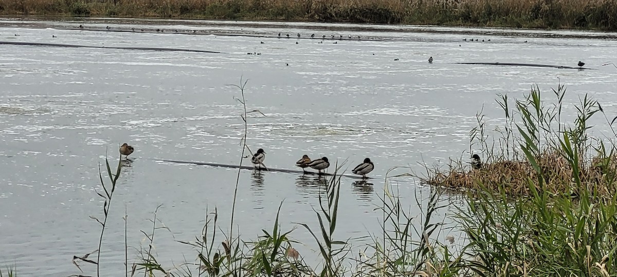 マガモ - ML645851944