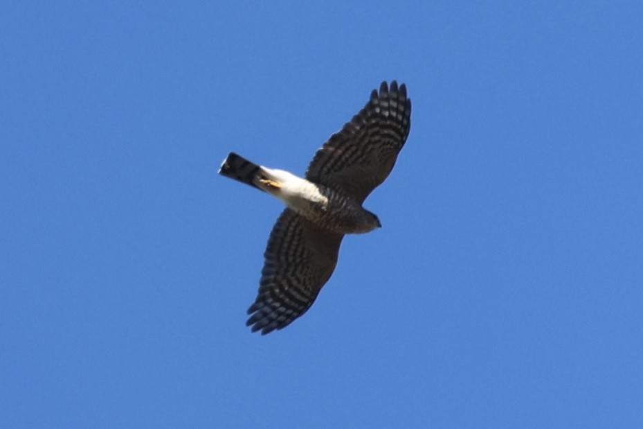 アメリカハイイロチュウヒ - ML645851945