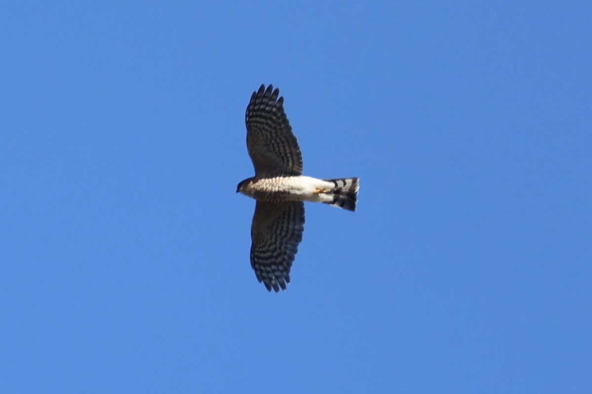 アメリカハイイロチュウヒ - ML645851946