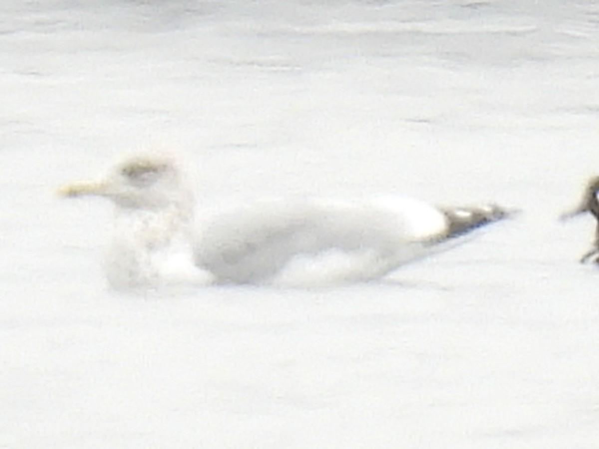 アメリカセグロカモメ - ML645851949