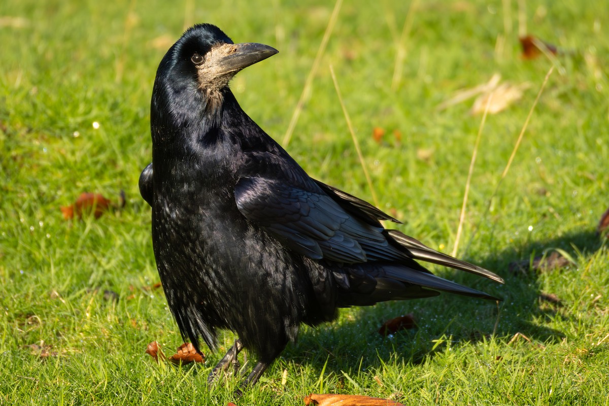 ミヤマガラス - ML645851950