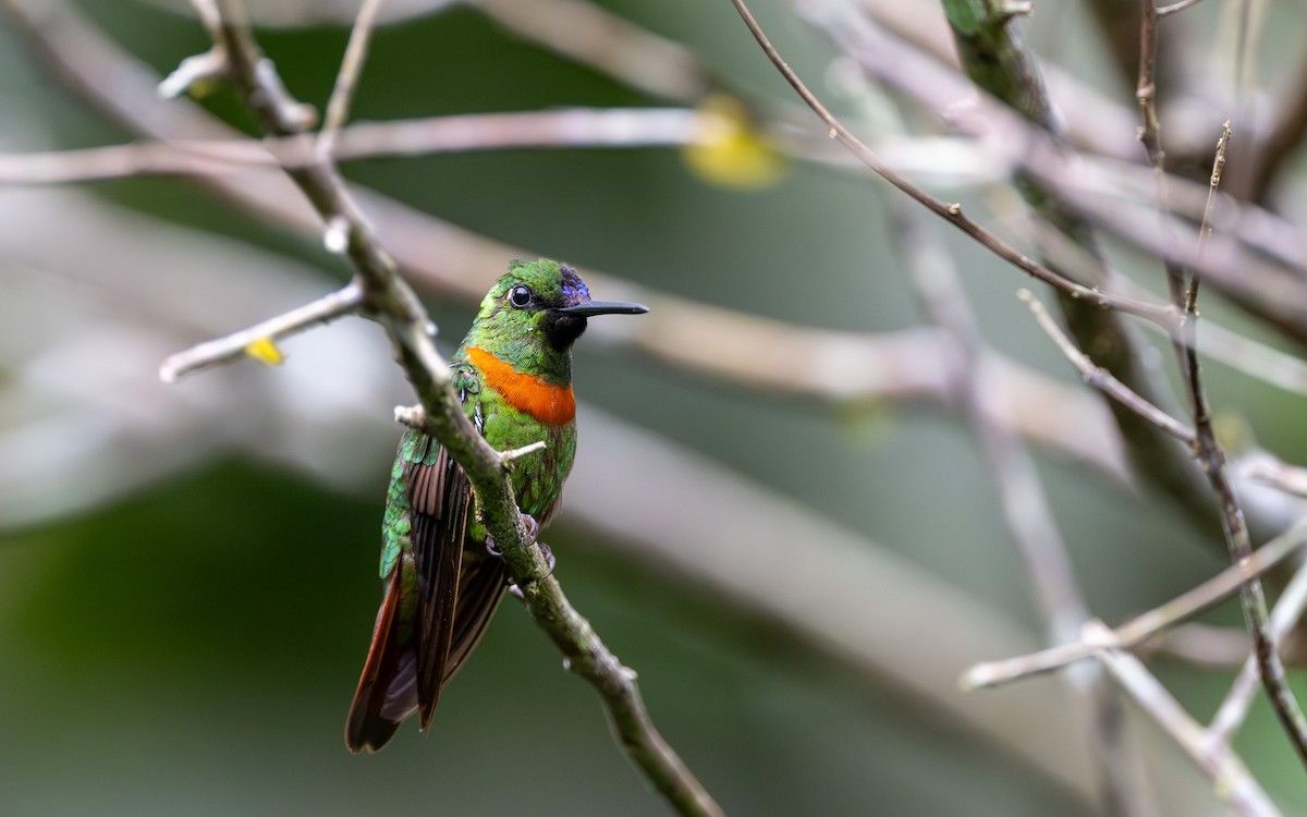 ホウセキハチドリ - ML645851953