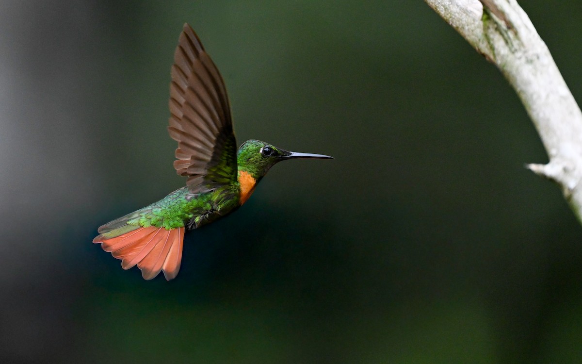 ホウセキハチドリ - ML645851954