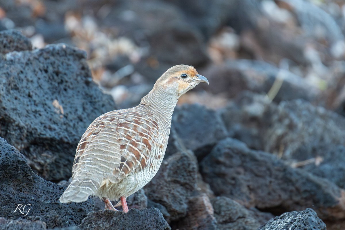 シマシャコ - ML645851955