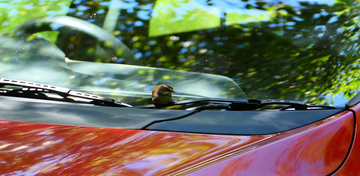 マミジロヤブムシクイ - ML645851958