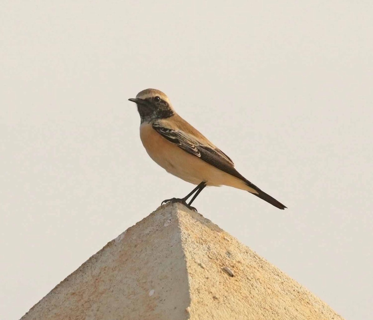 サバクヒタキ - ML645851959