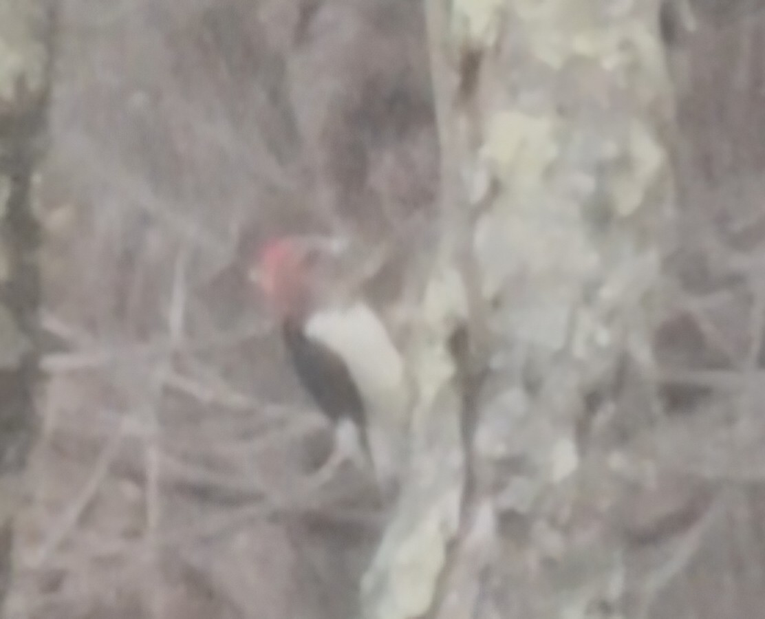 Red-headed Woodpecker - ML645851960