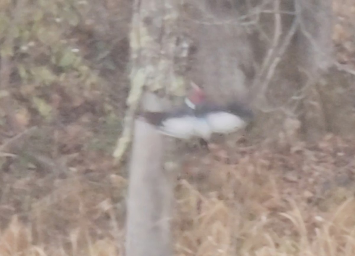 Red-headed Woodpecker - ML645851961