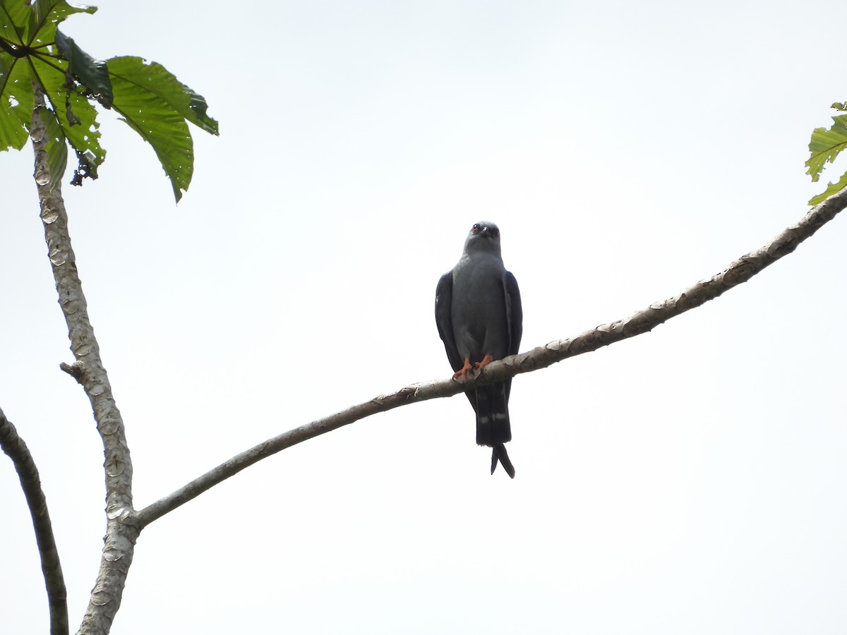 ムシクイトビ - ML645851963