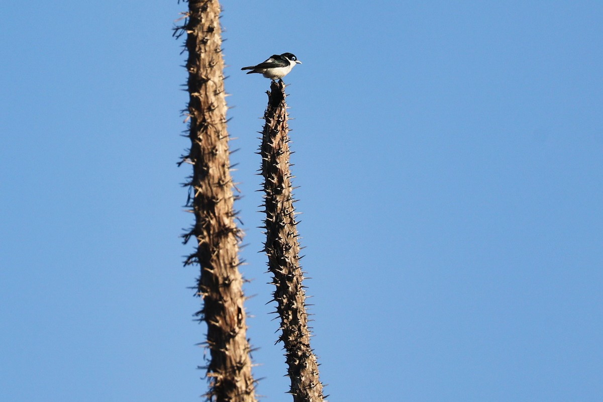 チェバートオオハシモズ - ML645851964