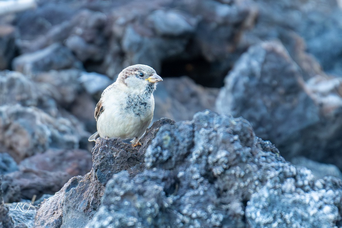 イエスズメ - ML645851969