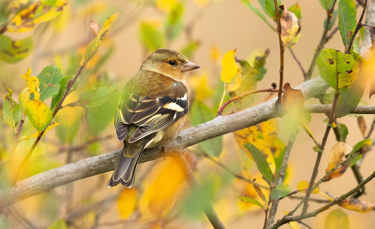 ズアオアトリ - ML645851971
