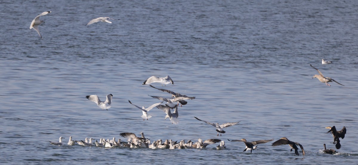 クロワカモメ - ML645851973