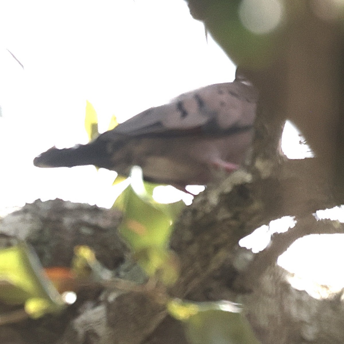 Common Ground Dove - ML645851985