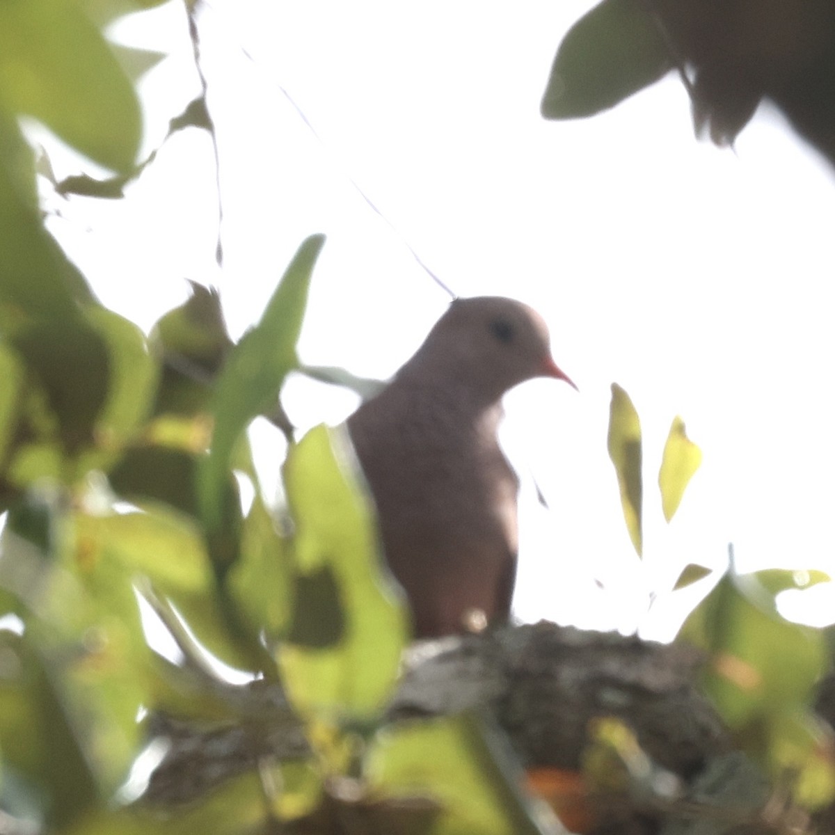 Common Ground Dove - ML645851986