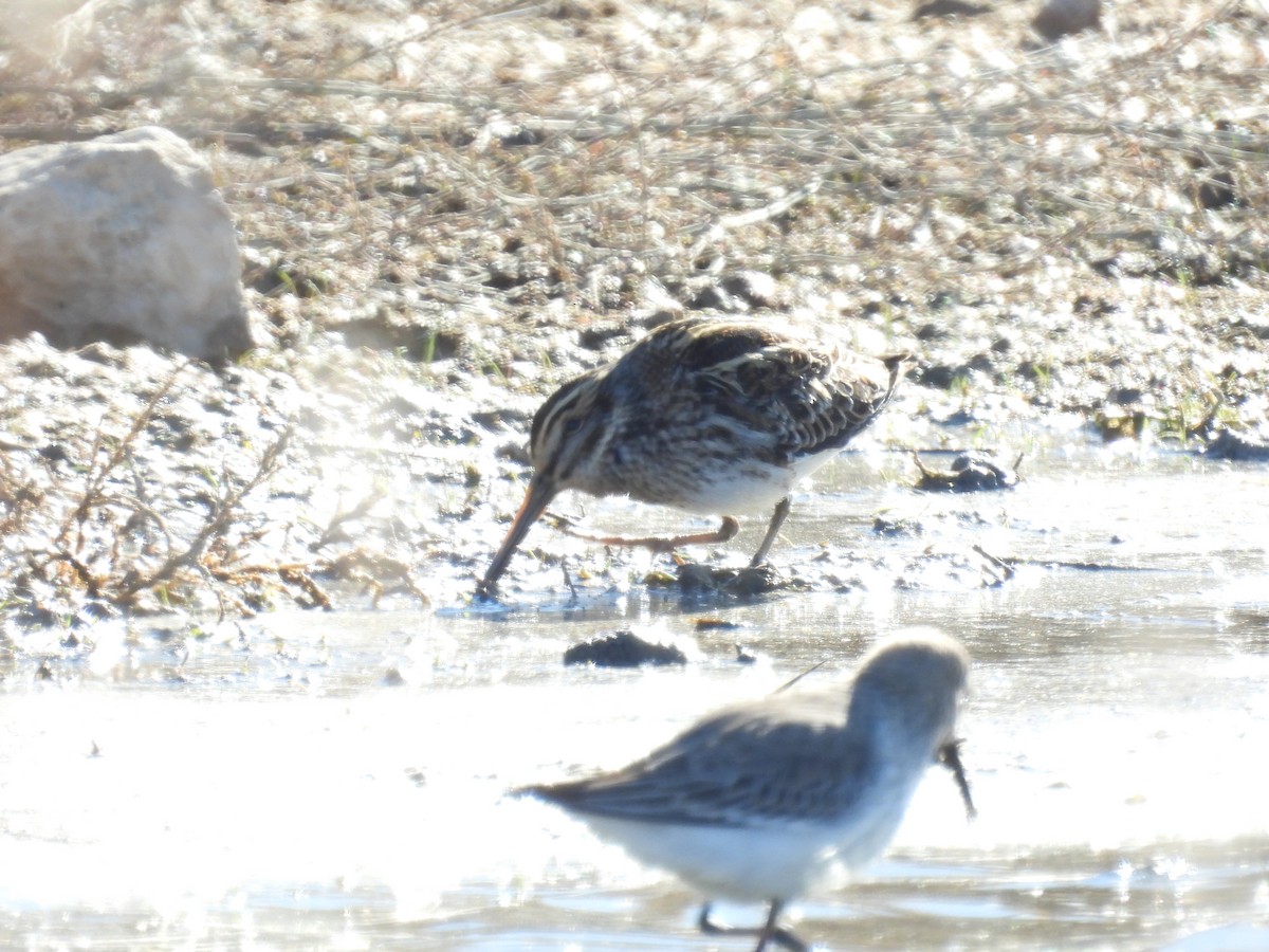 Jack Snipe - ML645851988