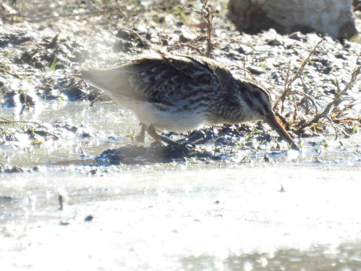 Jack Snipe - ML645851994
