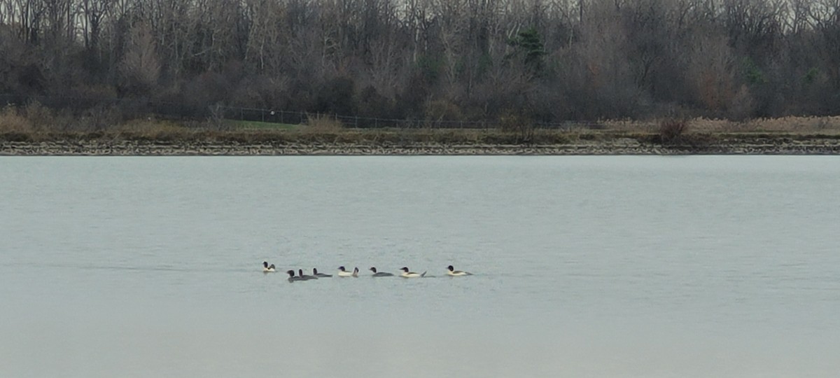 Common Merganser - ML645852001