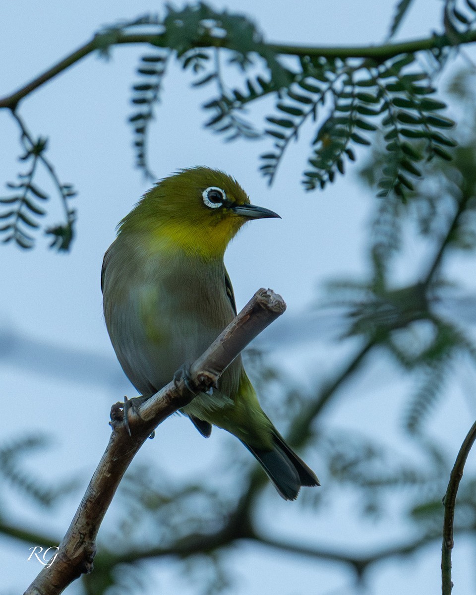 Anteojitos Japonés - ML645852025