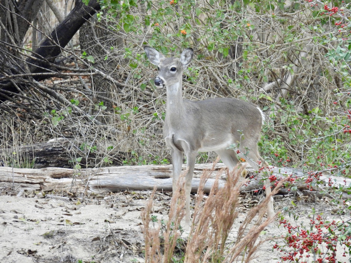 White-tailed Deer - ML645852027