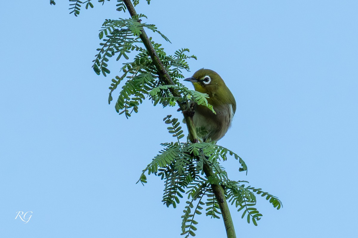 Anteojitos Japonés - ML645852031